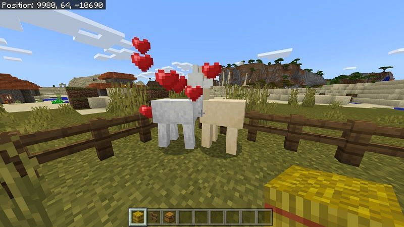Как разводить лам в Minecraft3